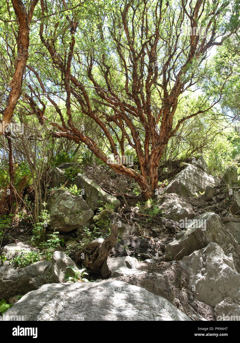 A tabaquillo tree (Polylepis australis) at nature reserve Reserva Florofaunistica de Rincón del Este, in Merlo, San Luis, Argentina. Stock Photo