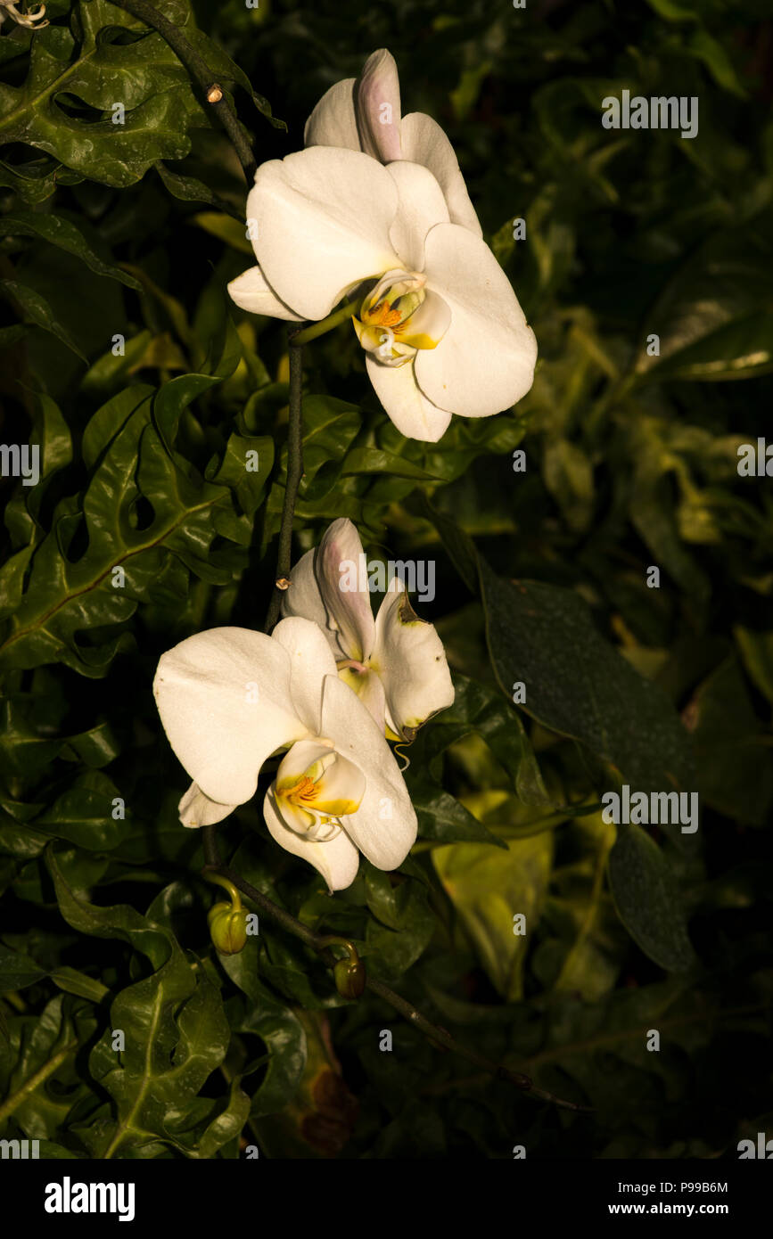White Orchids Stock Photo