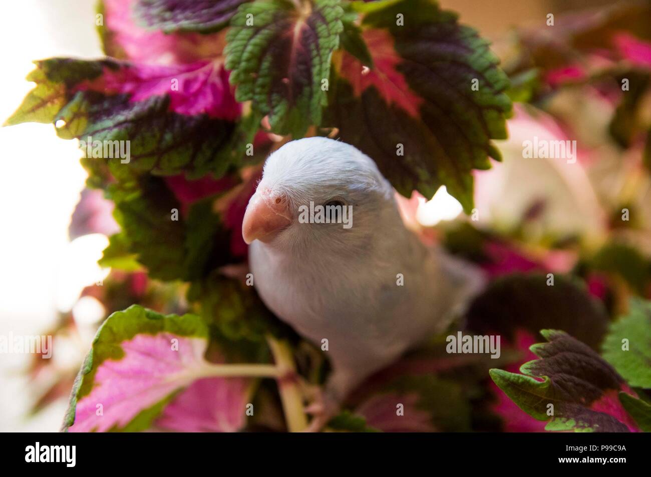 baby parrotlet stock photos baby parrotlet stock images alamy