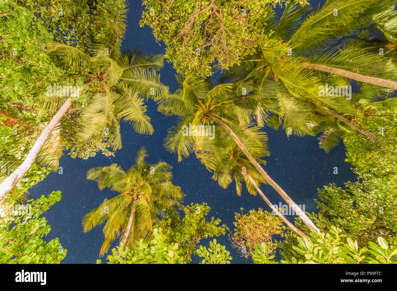 Fantastic  tropical night sky and palm trees. Tropical landscape at night Stock Photo