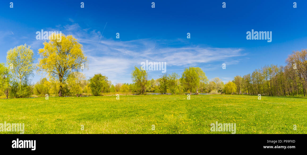 Beautiful summer spring landscape with green trees and field of daisy ...