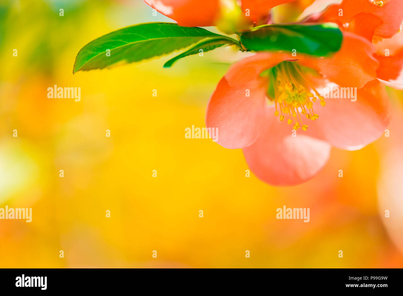 Beautiful spring nature background. Closeup flower banner with copy space. Beautiful nature concept, inspirational nature design Stock Photo