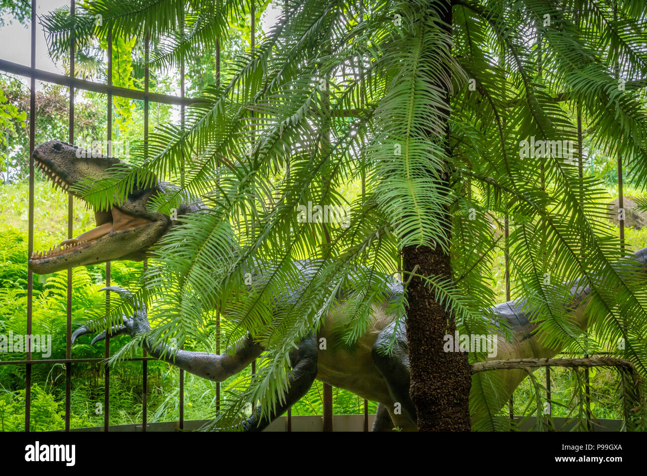 Wollemi pine tree (Wollemia nobilis), is a genus of coniferous tree in the family Araucariaceae.Young specimen in a botanical garden protected from th Stock Photo