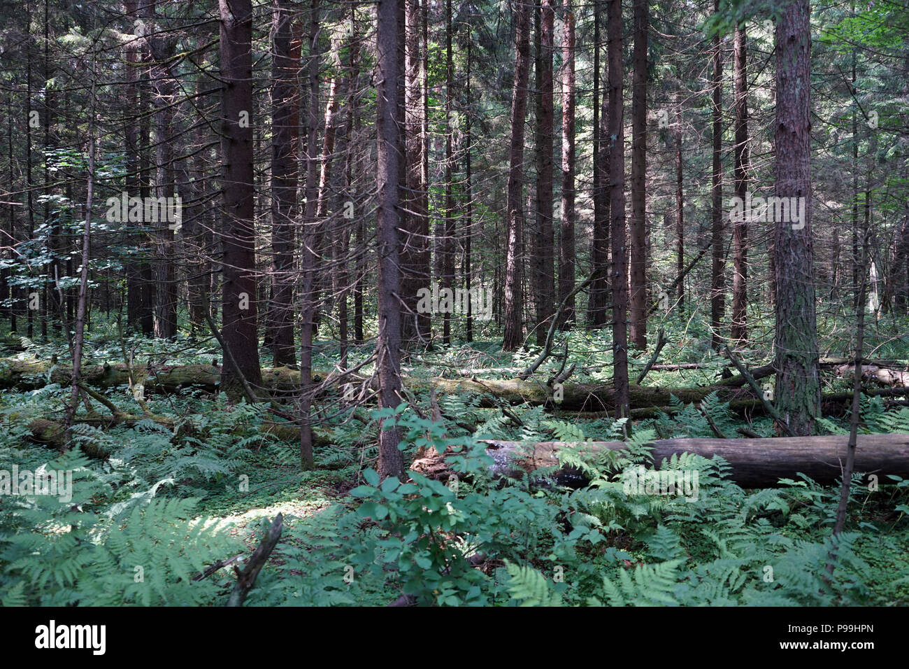 In the dense forest Stock Photo