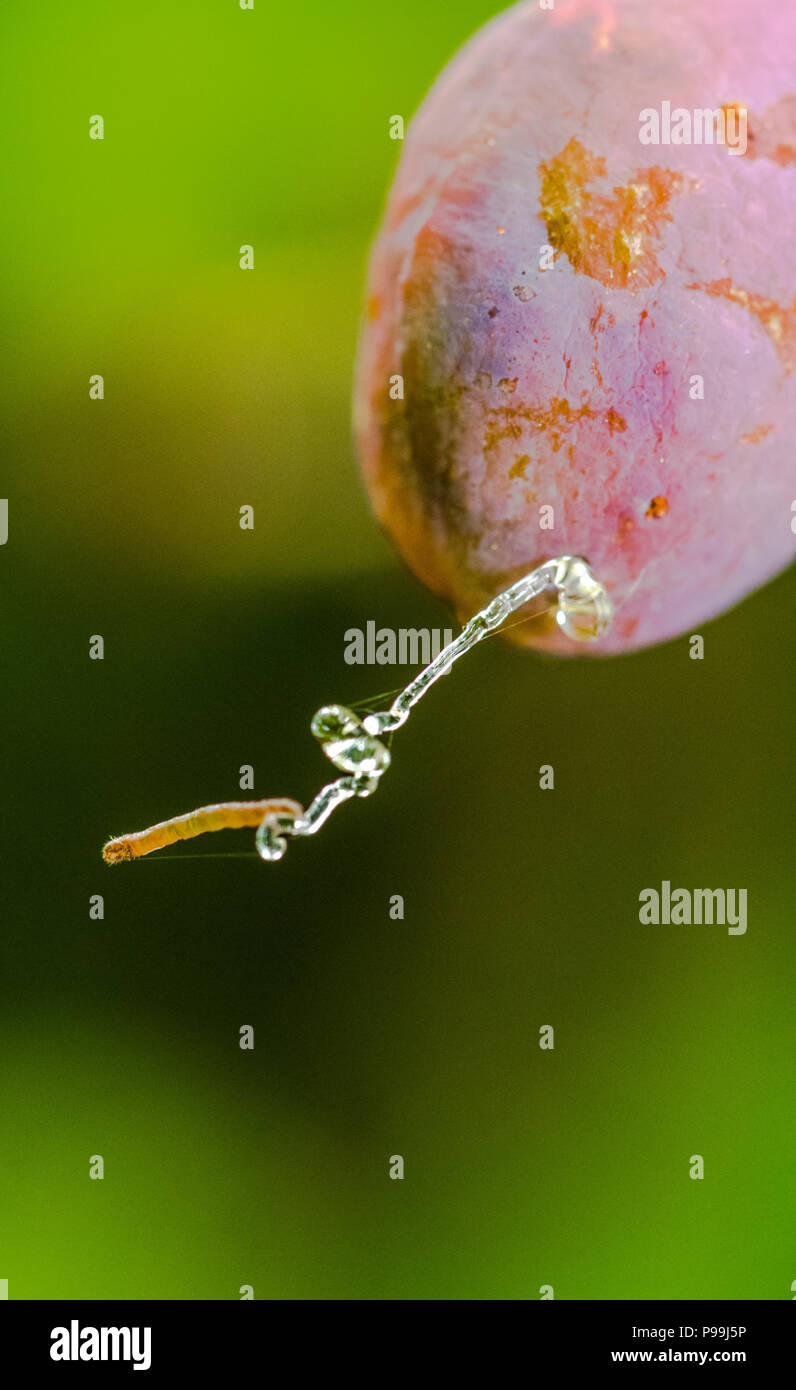 Damson plum being infested by a plum fruit moth caterpillar. Stock Photo