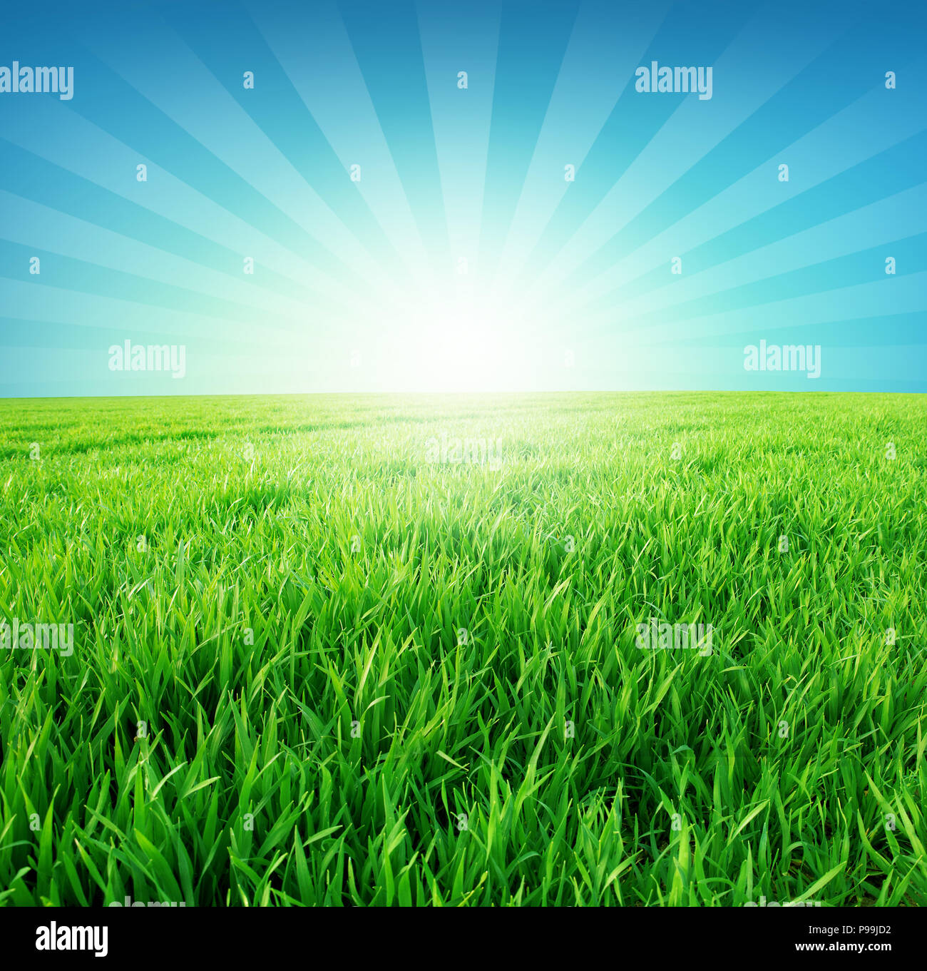 Green field and rising sun in a fresh morning blue sky Stock Photo