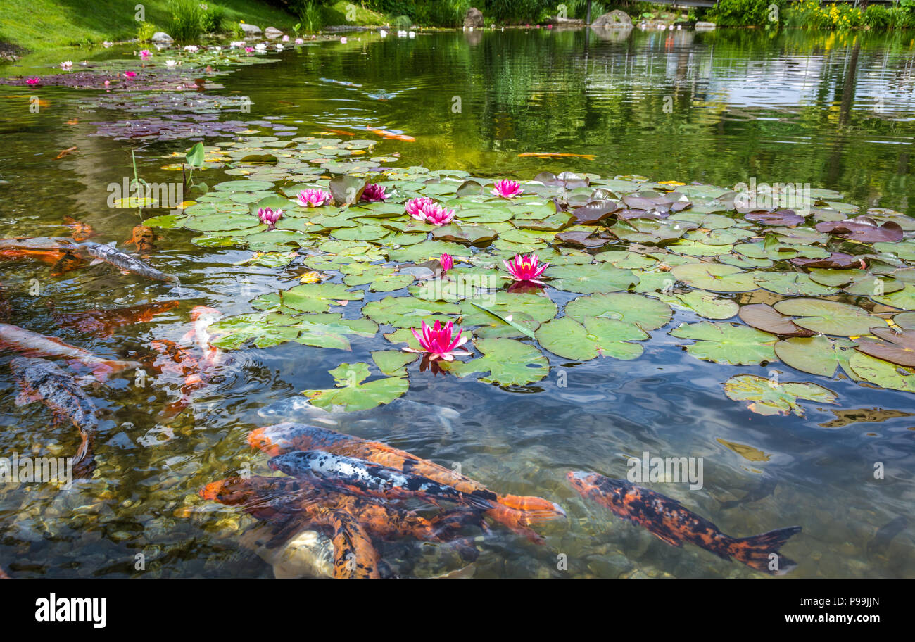 group of ornamental karpa koi fishes and water lilies in the park. Water Lilies. (Nymphaeaceae) Stock Photo