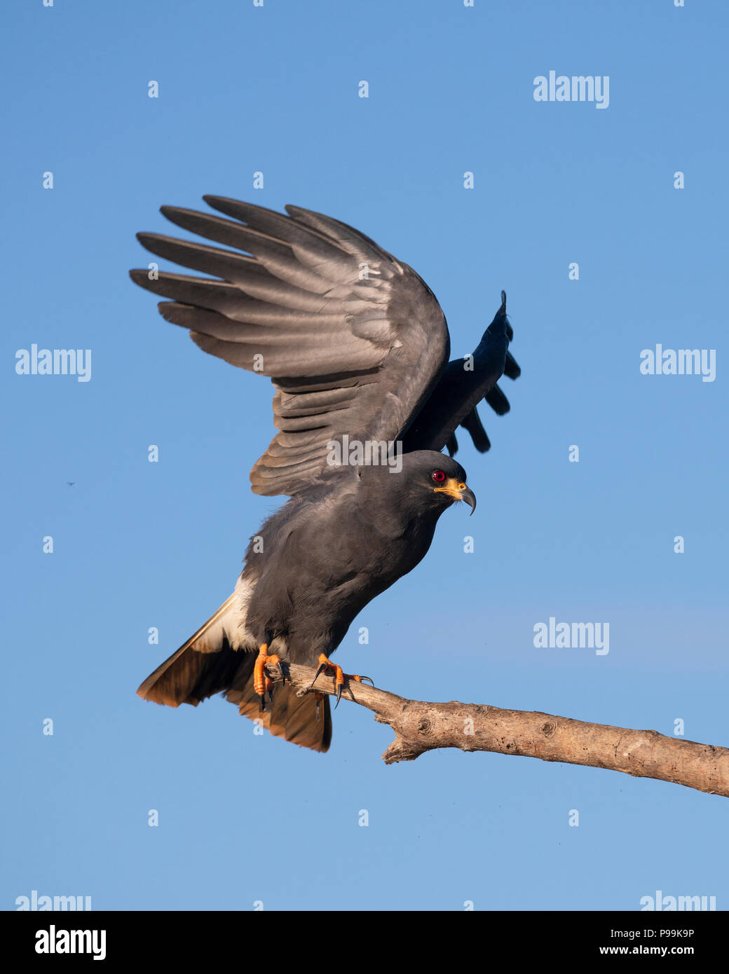 An adult Snail Kite from the Pantanal of Brazil Stock Photo