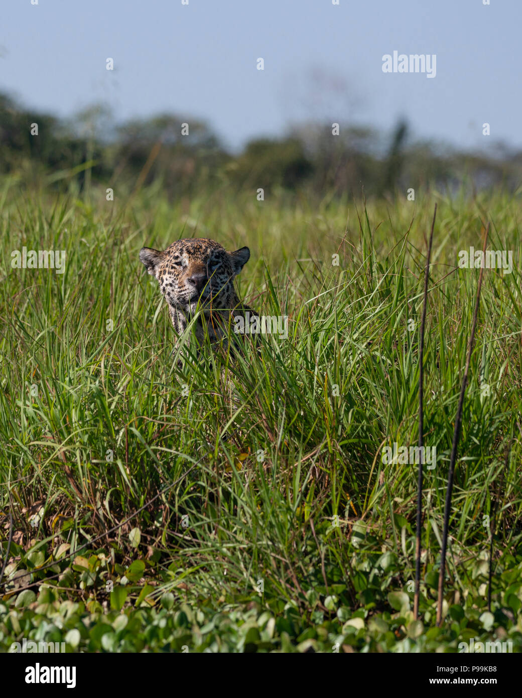 A jaguar looks up through the grass in North Pantanal Stock Photo Alamy