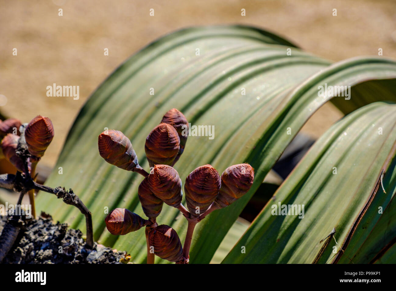 Close up of female cones and large leaves of the unique Welwitschia Mirabilis plant, native to Namibia against arid background of Namib desert Stock Photo