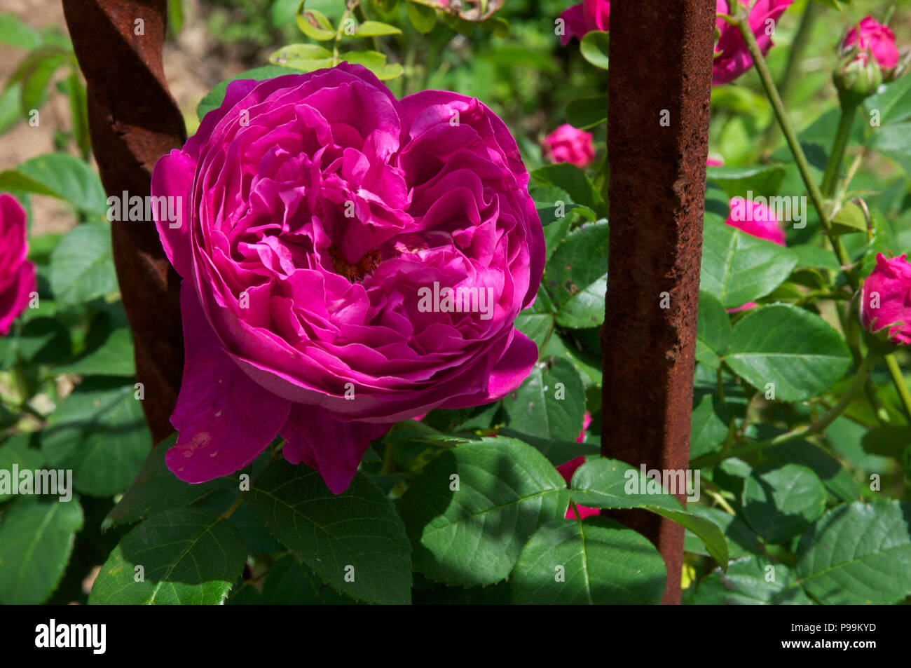Deep pink rose with convex centre Stock Photo
