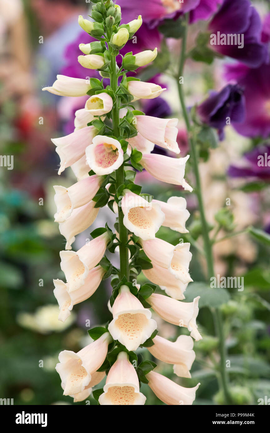 Digitalis dalmatian series hires stock photography and images Alamy