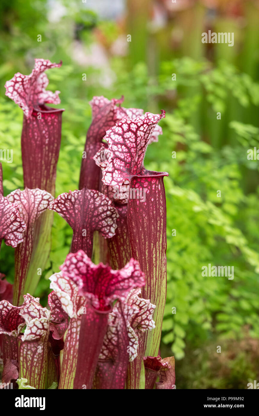 Sarracenia x stevensii.  Pitcher plants. Carnivorous plants growing in a garden close up. Stock Photo