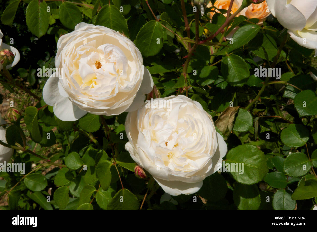 Cream double rose Stock Photo