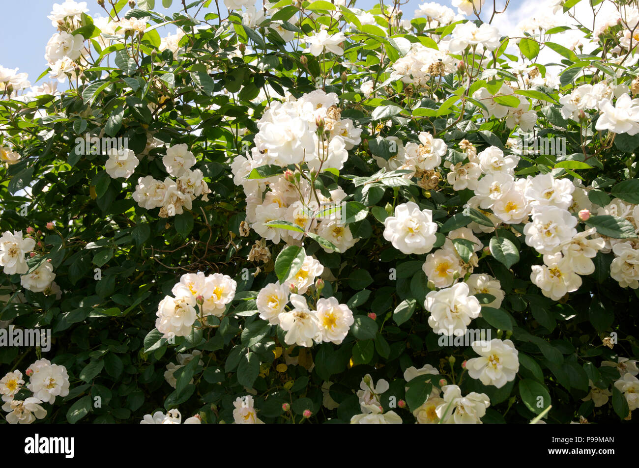 Rosa 'Trier', white hybrid musk rose Stock Photo