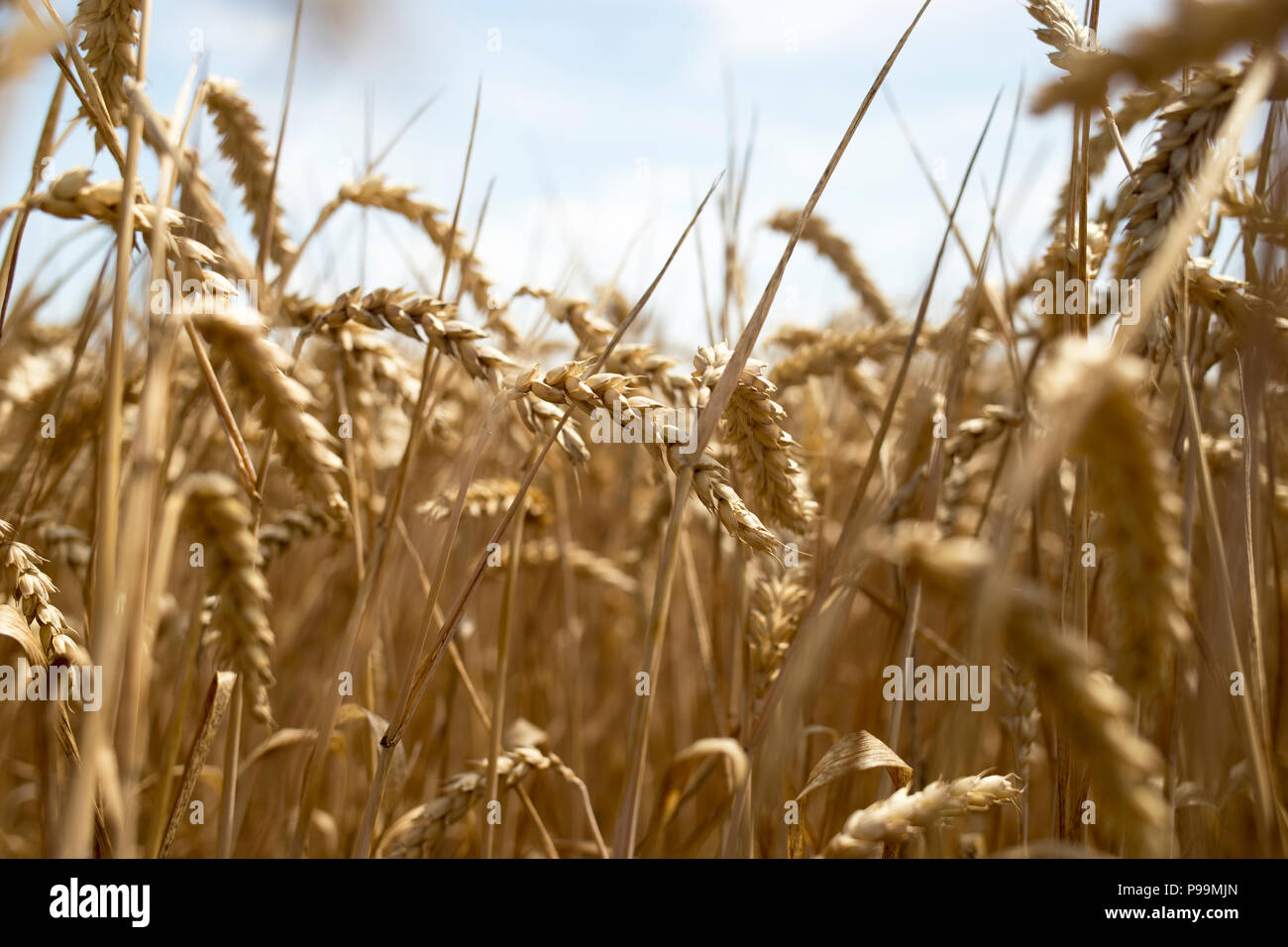 Close-Up Of Wheat Field Against Clear Sky Stock Photo