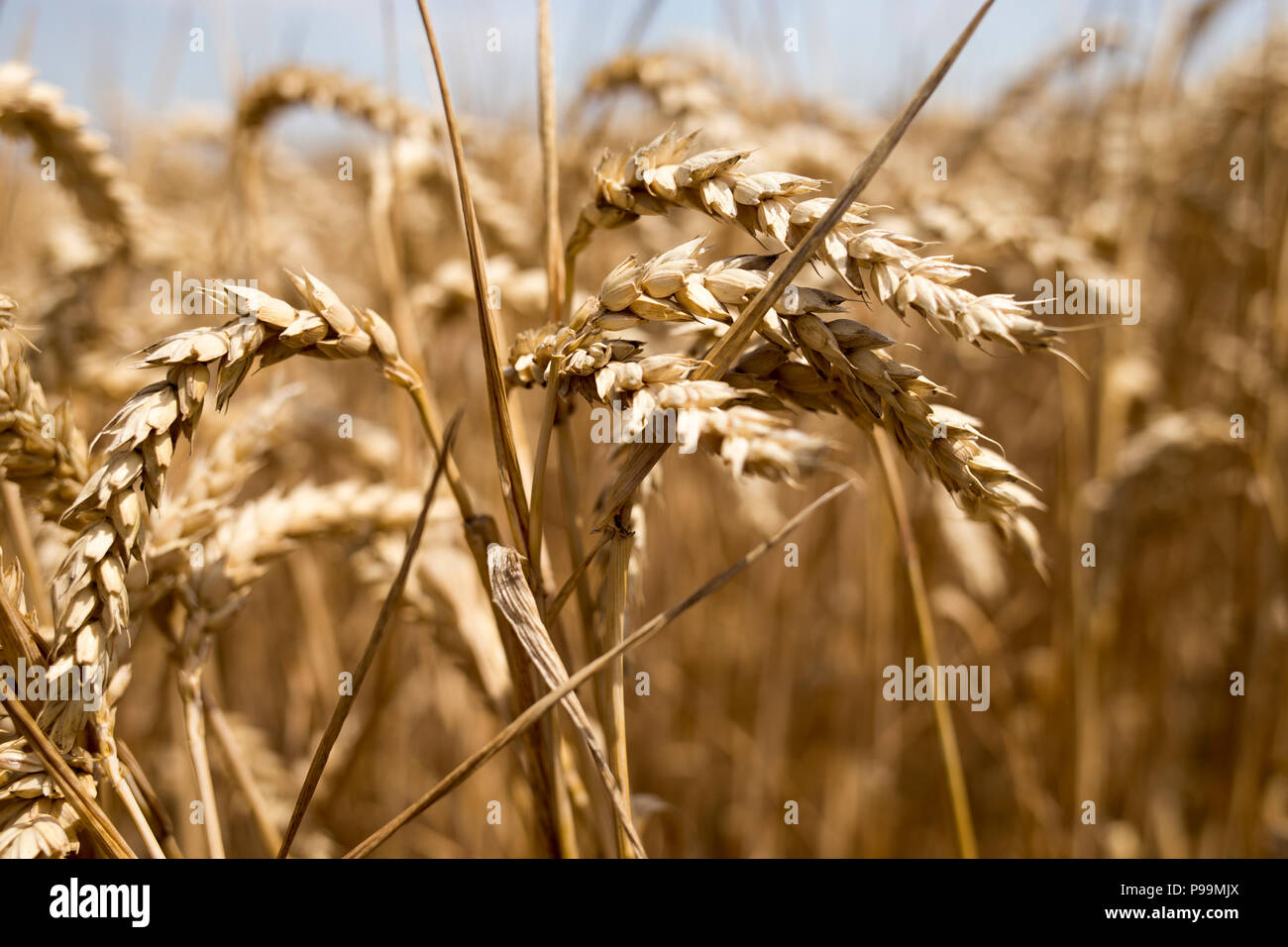 Close-Up Of Wheat Field Against Clear Sky Stock Photo