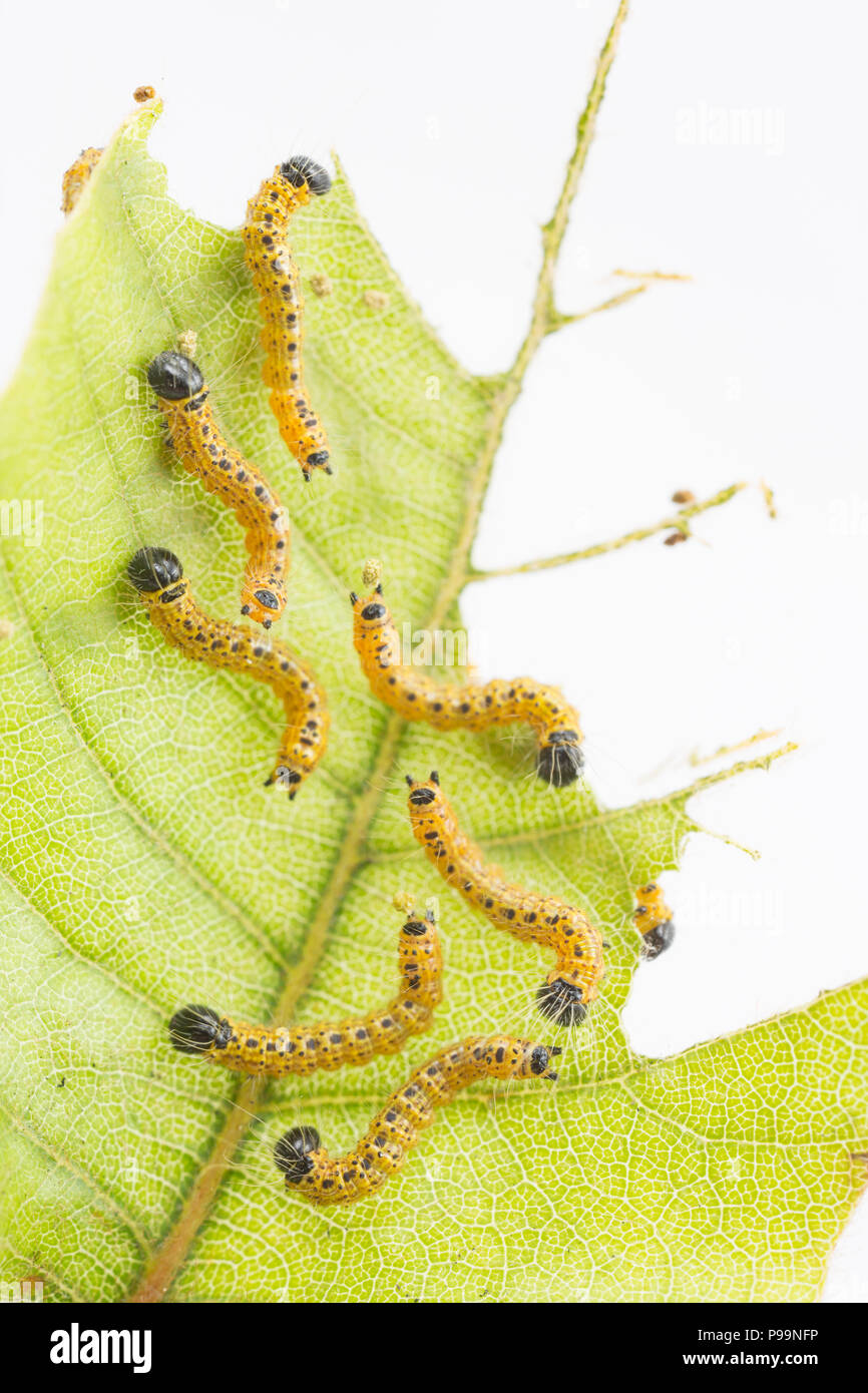 Juvenile buff-tip moth caterpillars, Phalera bucephala, about 7mm long found feeding on beech leaves and photographed in a studio. The caterpillars fe Stock Photo