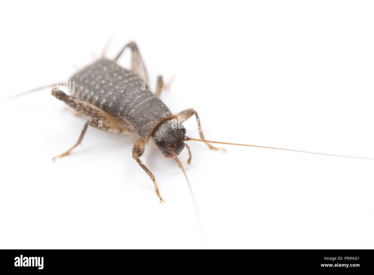 A male scaly cricket, Pseudomogoplistes vicentae, found on Chesil Beach, Dorset and photographed on a white background before release. There are only  Stock Photo
