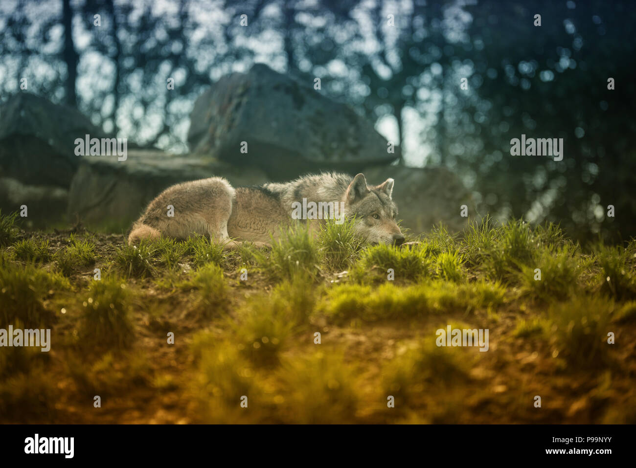 Wolf in the forest focused on prey Stock Photo