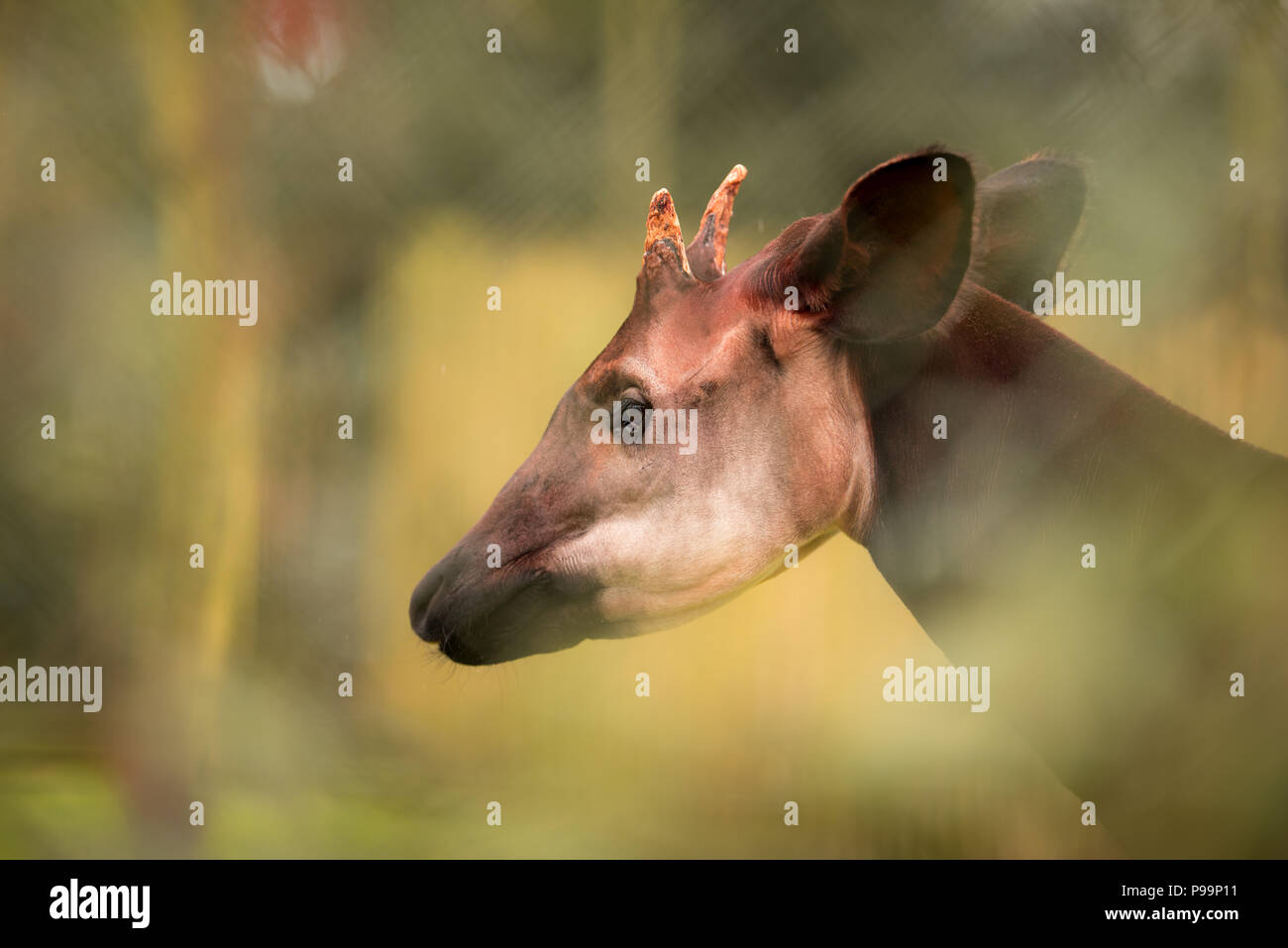 Okapi close up portrait of egsotic endangered animal Stock Photo