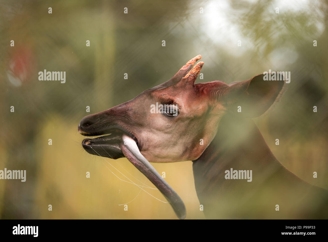 Okapi close up portrait of egsotic endangered animal, okapi puts tongue