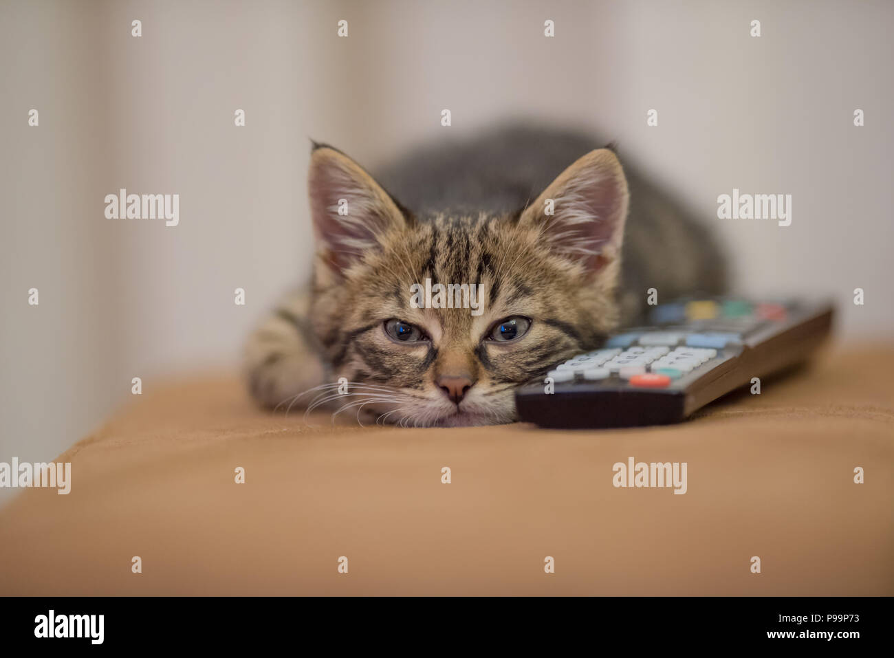 Cute kitten with remote control looking bored and tired portrait, cutest cat photo, cutest kitten photo bored, tired, sleepy Stock Photo