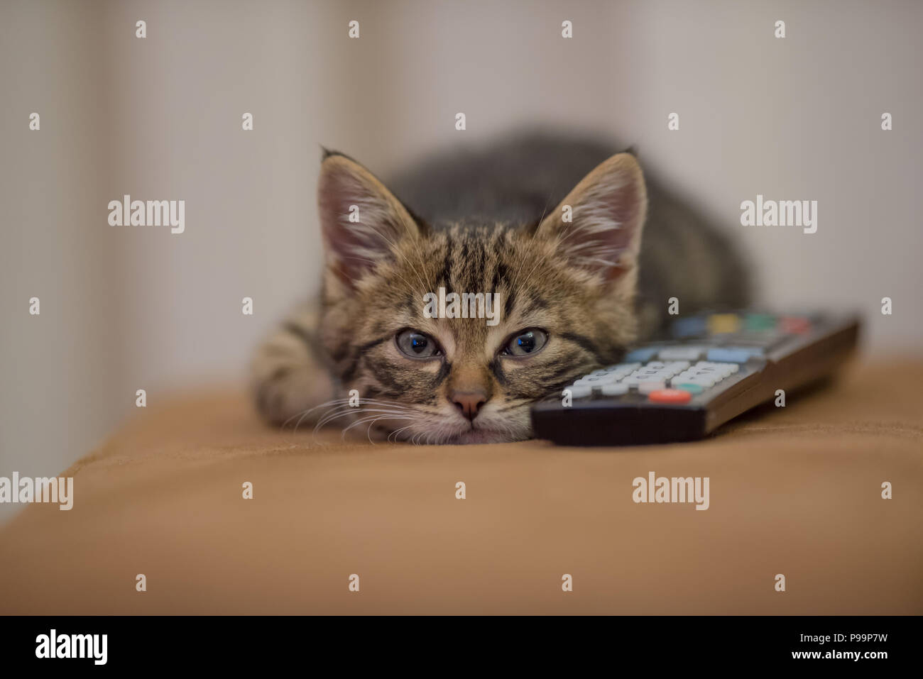 Cute kitten with remote control looking bored and tired portrait, cutest cat photo, cutest kitten photo bored, tired, sleepy Stock Photo