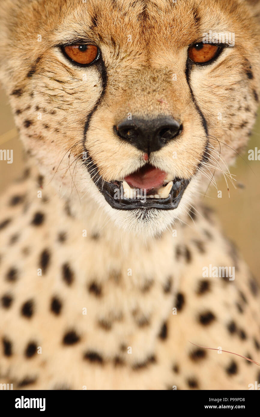 Cheetah face detail hi-res stock photography and images - Alamy Cheetah face detail hi-res stock photography and images - Alamy