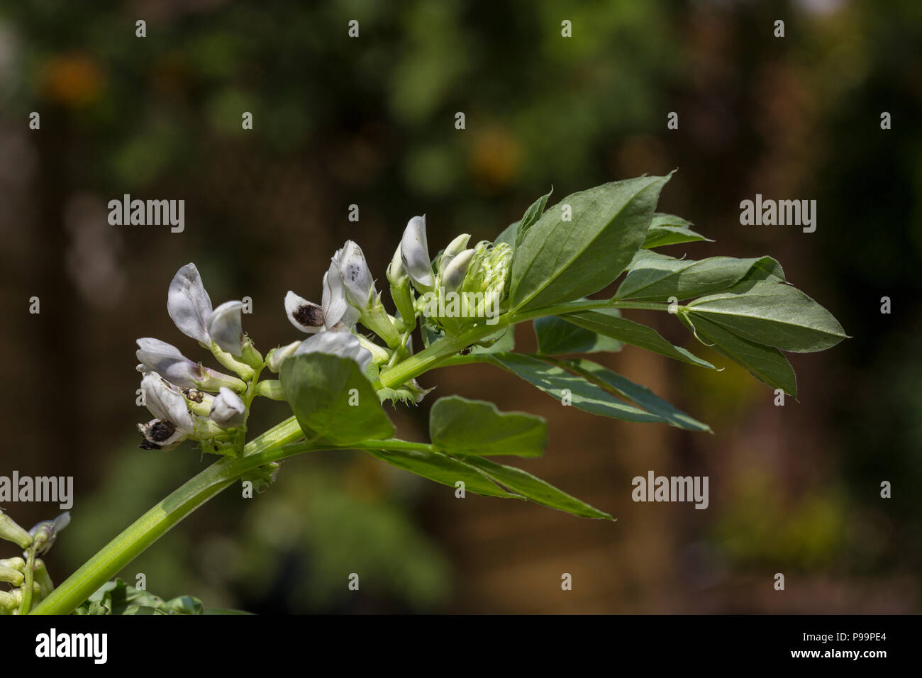 Broad beans plant hi-res stock photography and images - Alamy