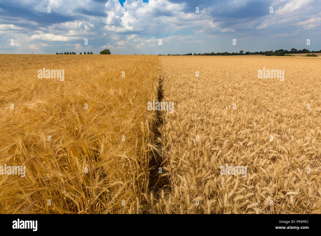 Field of barley (left) and wheat (right). Suffolk, UK. Stock Photo
