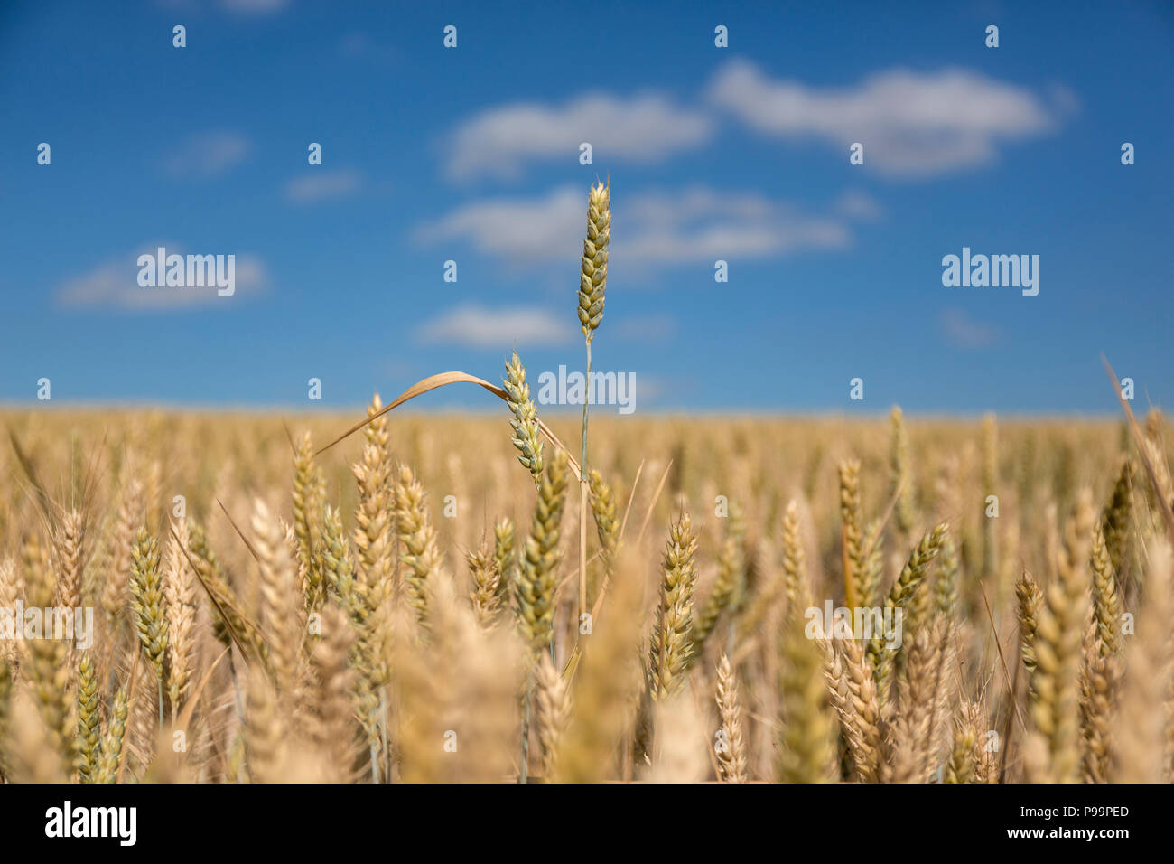 Wheat field. Suffolk, UK. Stock Photo