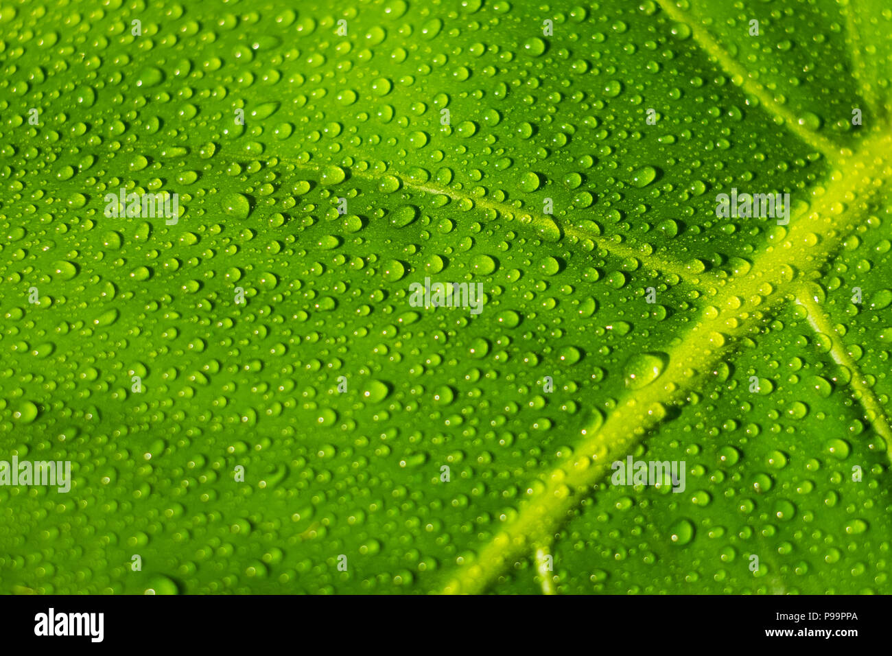 water drops on plant leaf closeup due droplets on monstera leaves