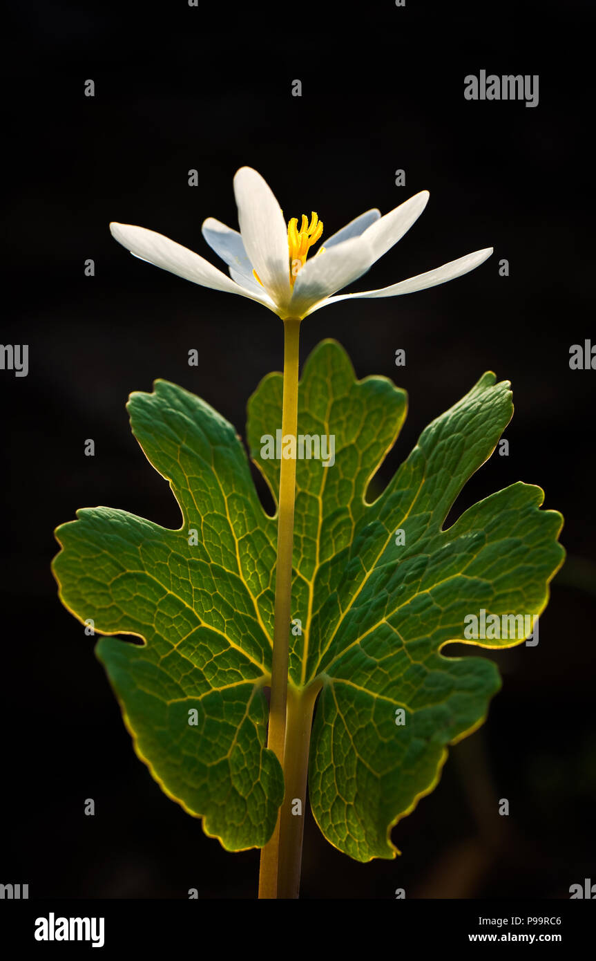 Backlit Bloodroot (Sanguinaria canadensis), Southeast Michigan, USA Stock Photo