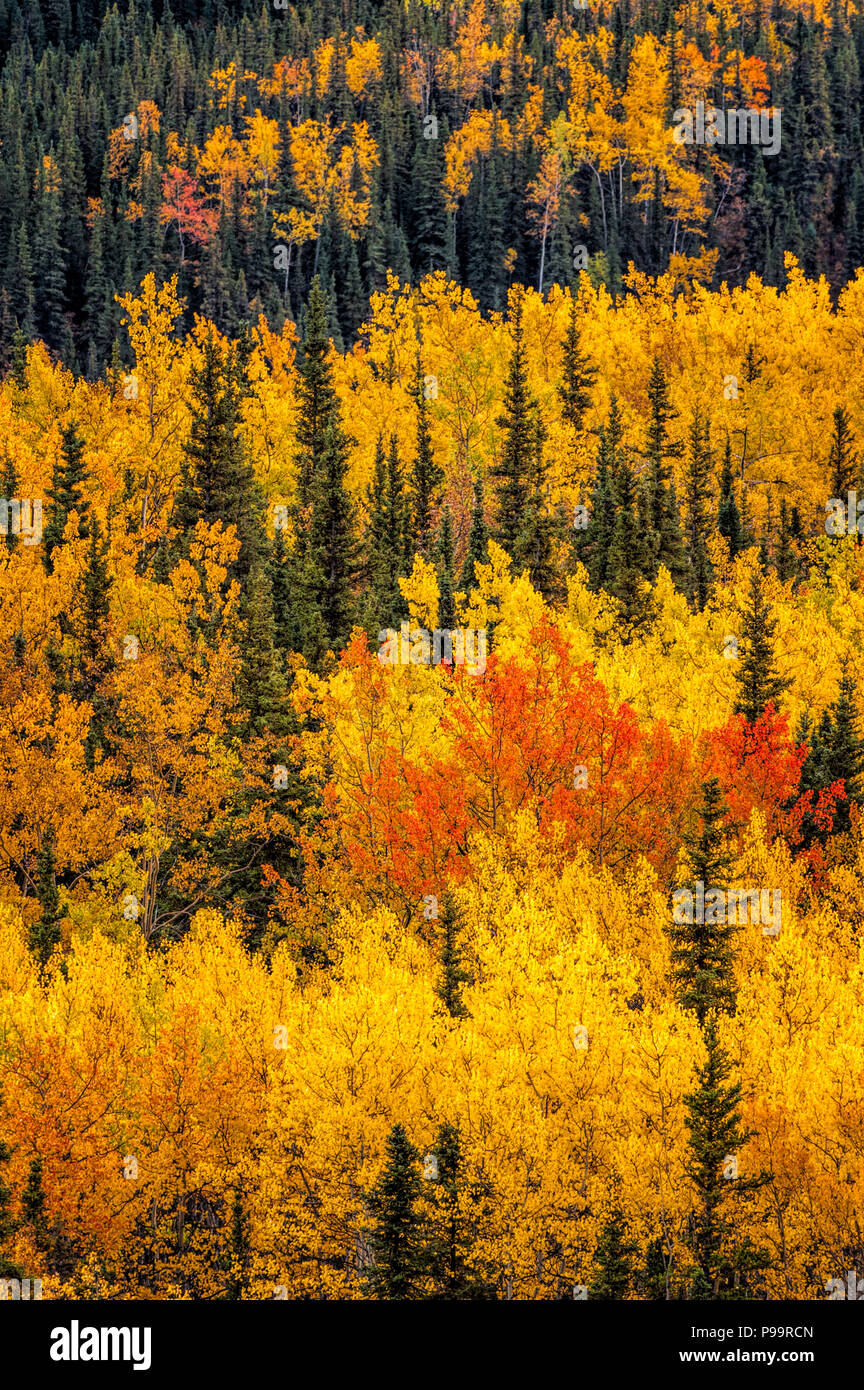 Trees in peak fall color in Denali National Park, Alaska Stock Photo