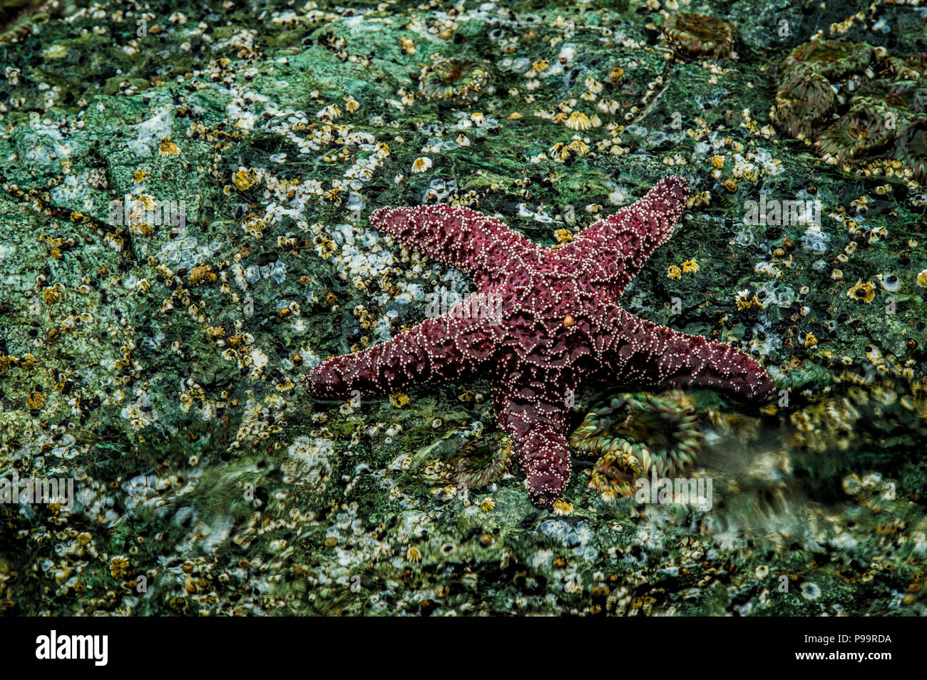 Seastar and anemones, Houda Beach, Trinidad, California, United States Stock Photo
