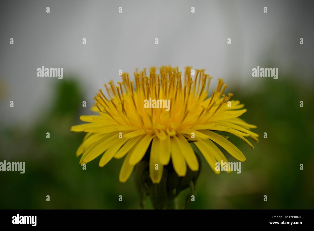 Dandelion Macro close up. Taraxacum is a large genus of flowering