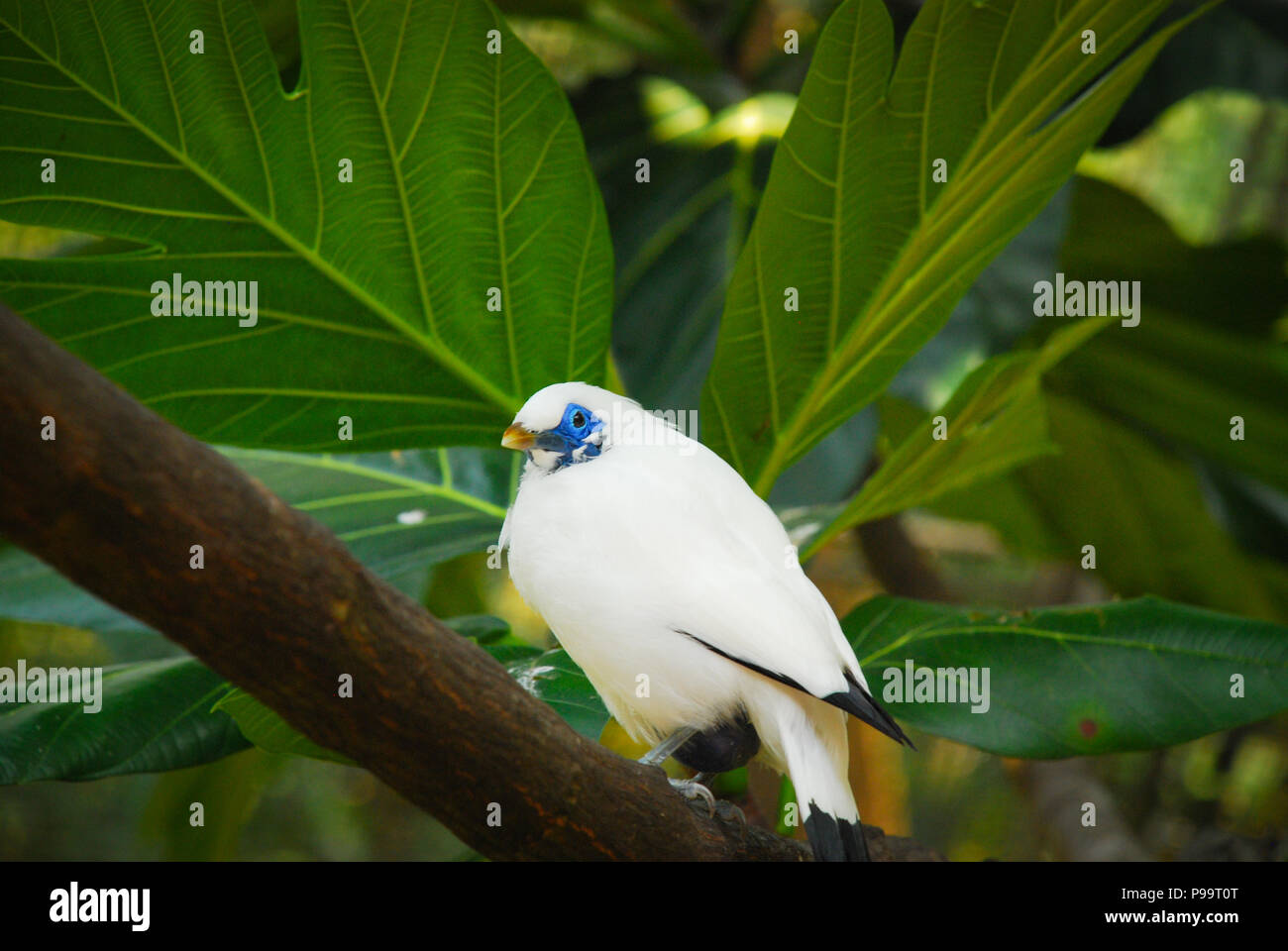 White bird on Hong Kong park Stock Photo
