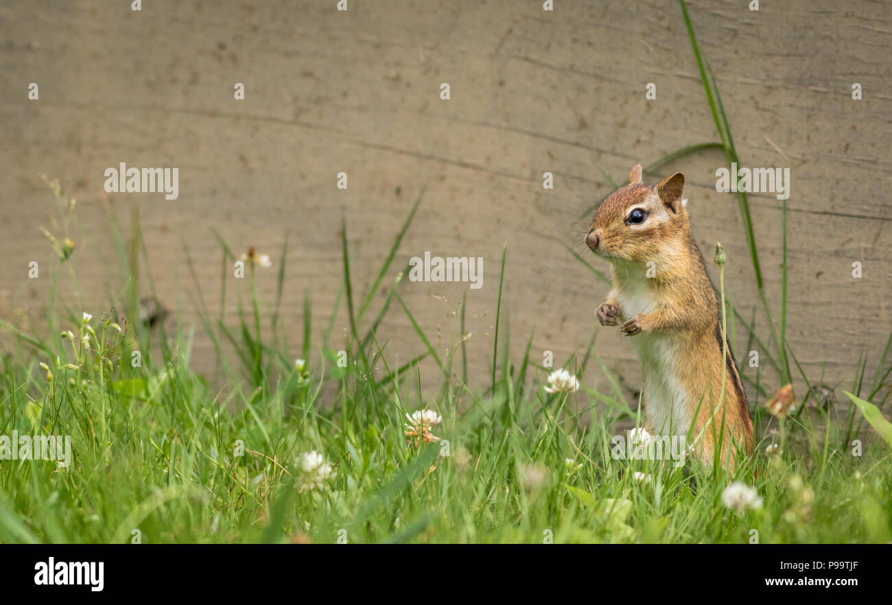 Green flag little rock hi-res stock photography and images - Alamy