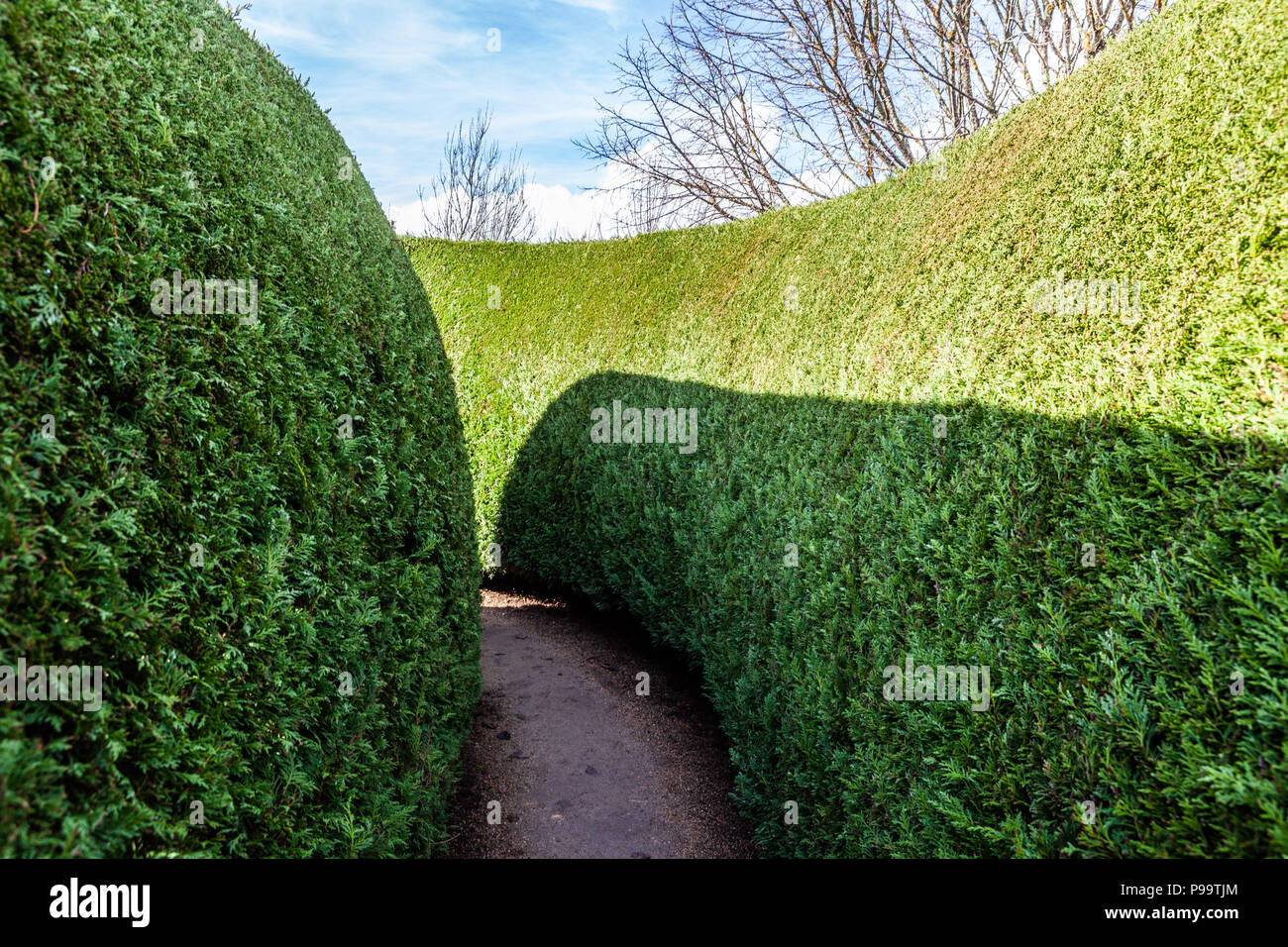 Closeup of a green maze section on bright sunny day Stock Photo