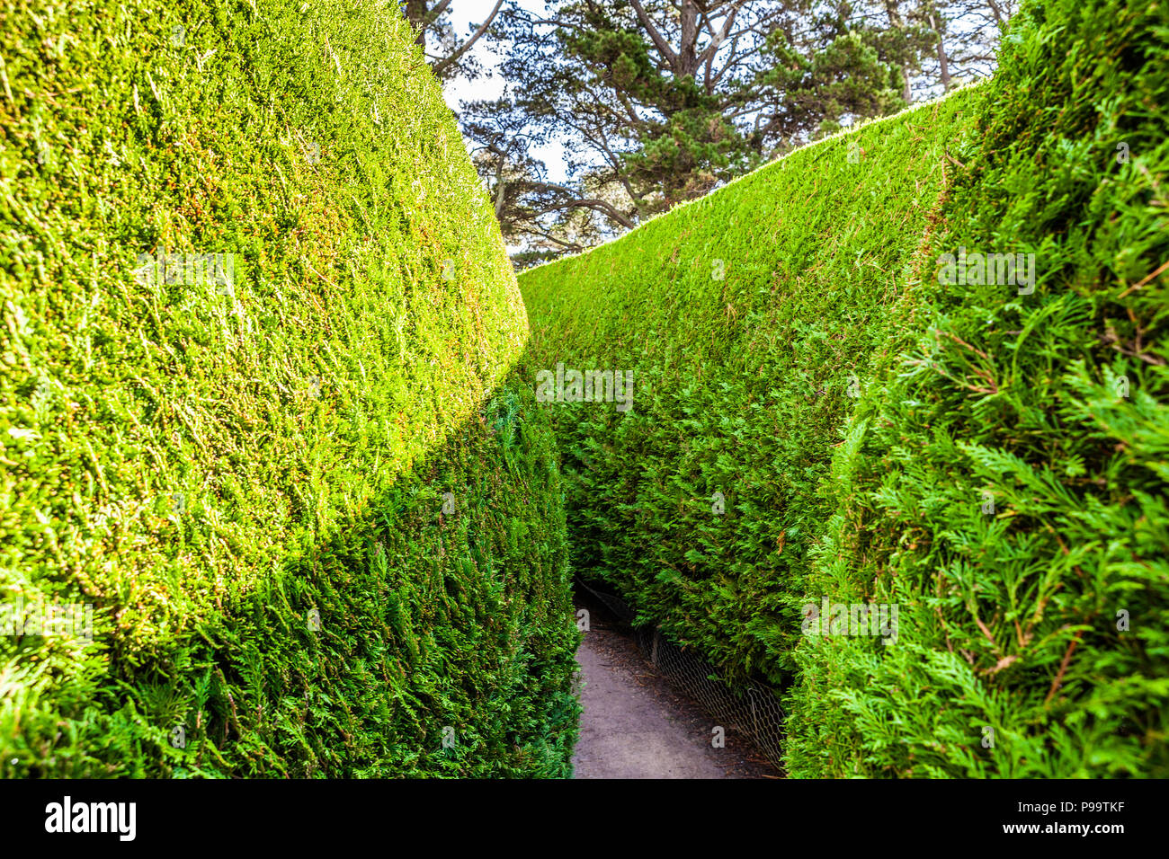 Section of green outdoor maze Stock Photo