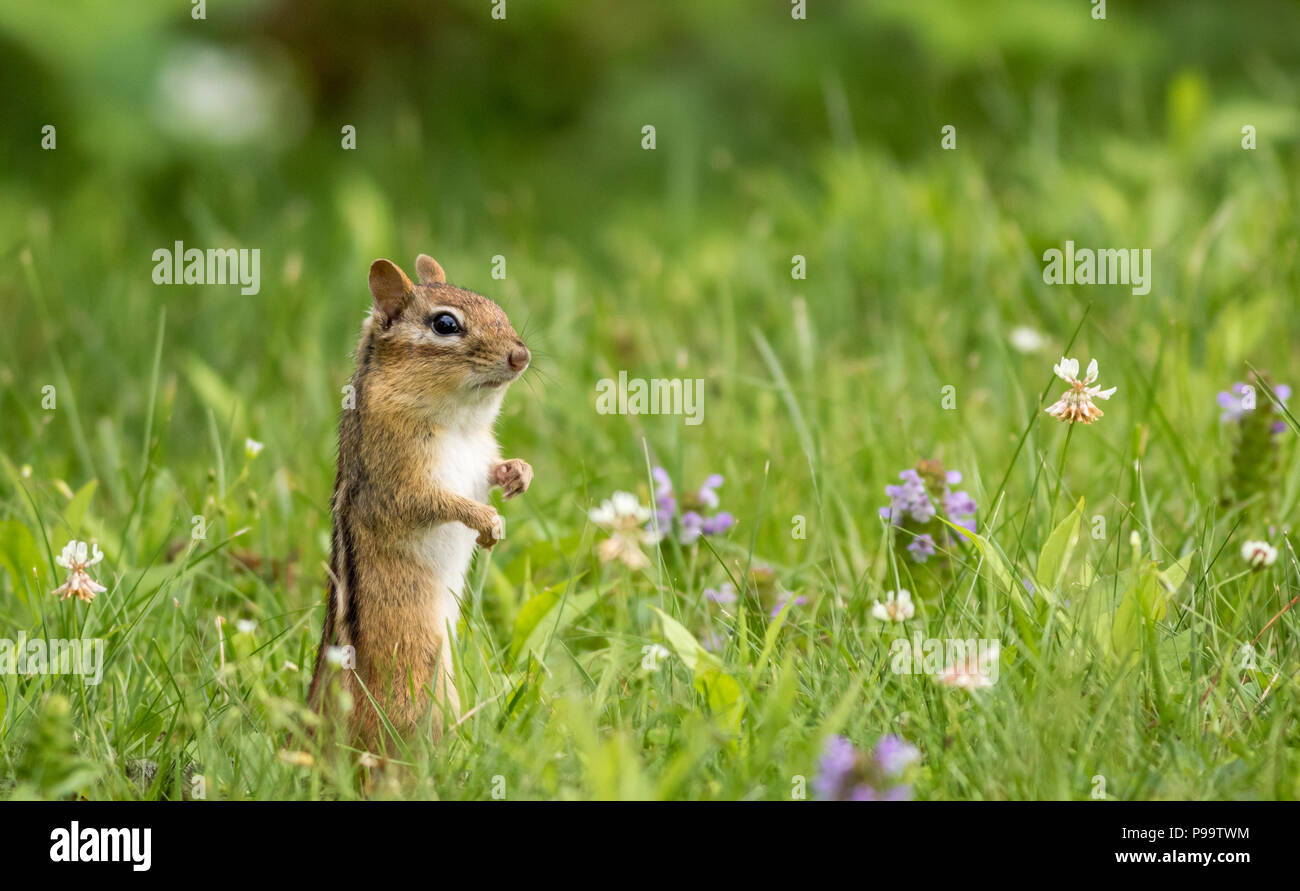 Eastern Chipmunk (Tamias Striatus) stands in summer grass and flowers ...