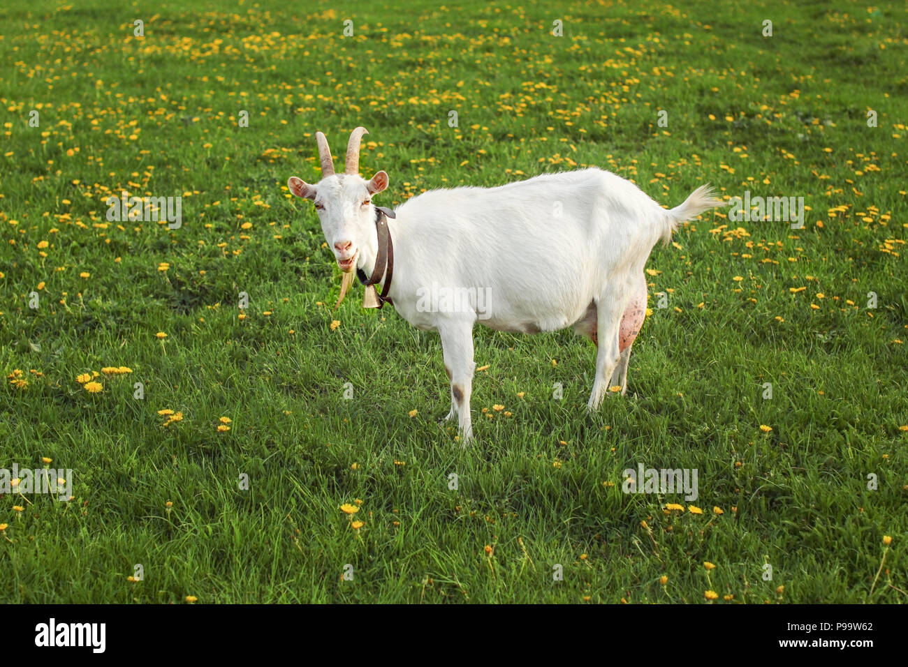 Full goat udder hi-res stock photography and images - Alamy