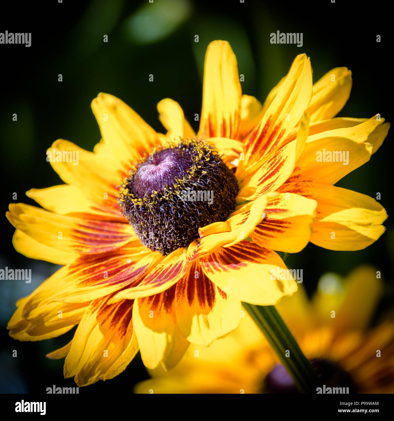 Healthy vibrant golden yellow Black Eyed Susan Flowers, isolated. Stock Photo