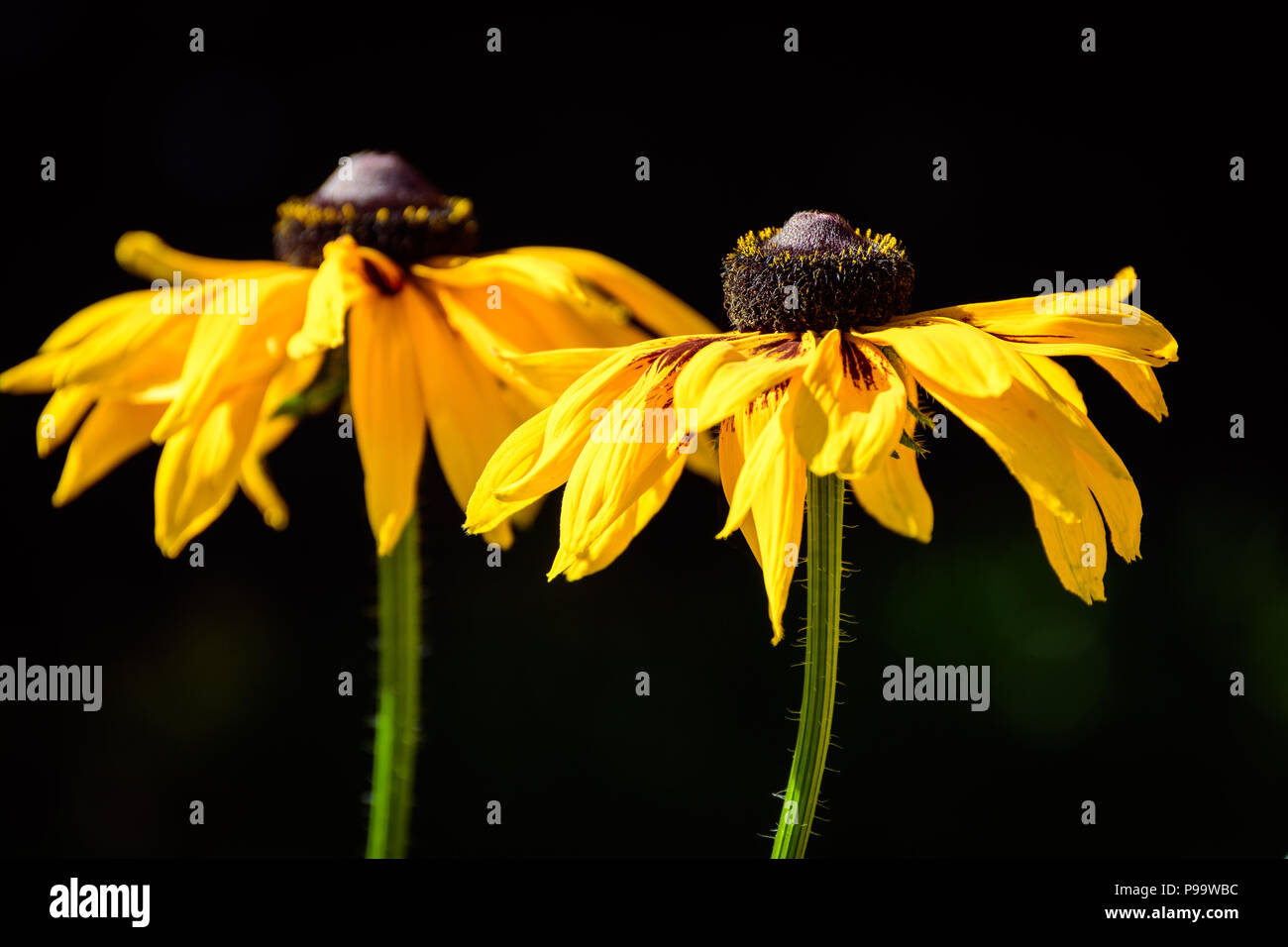 Healthy vibrant golden yellow Black Eyed Susan Flowers, isolated. Stock Photo