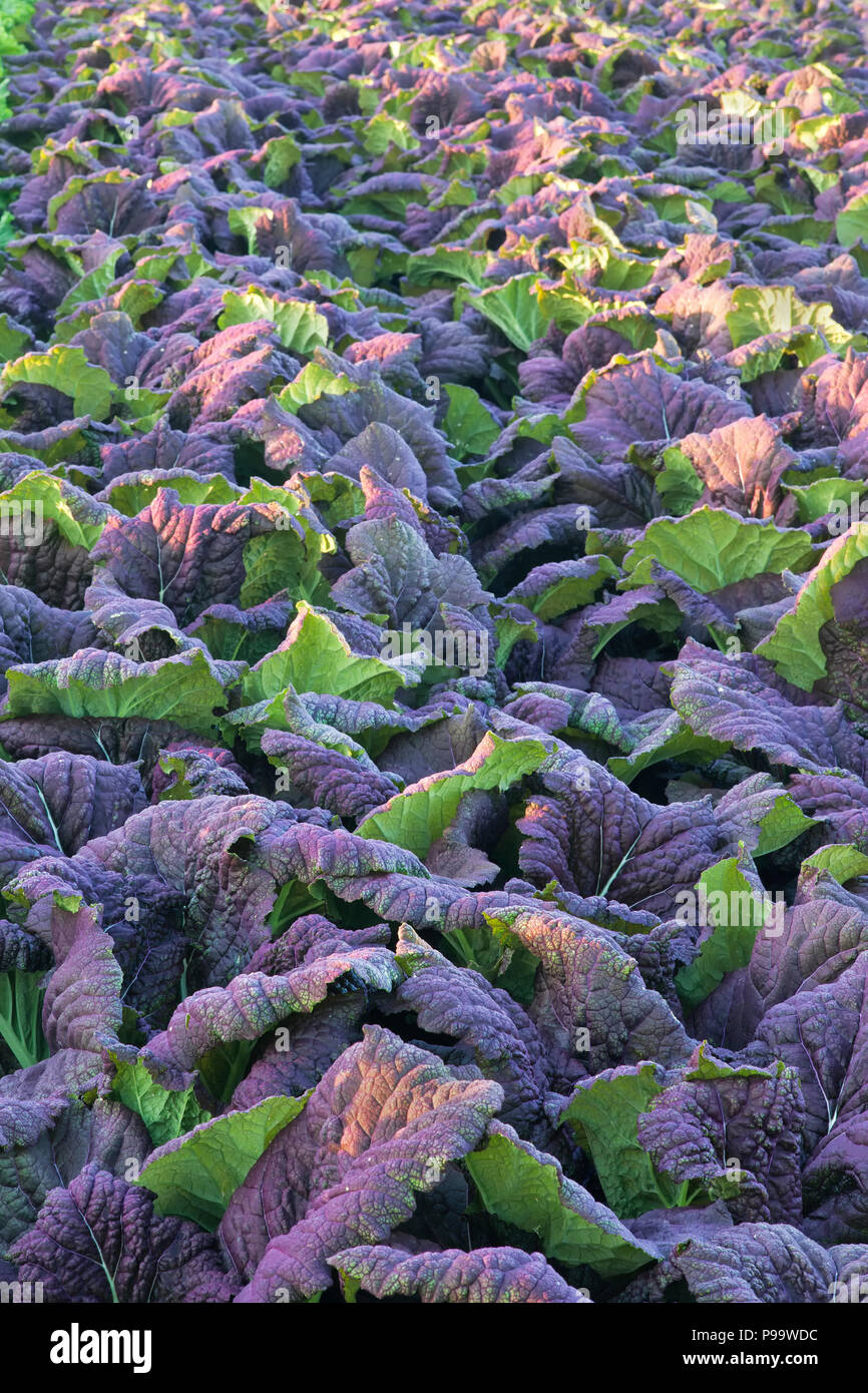 Red mustard Greens, 'Brassica juncea' growing in field, first morning light, early April Stock