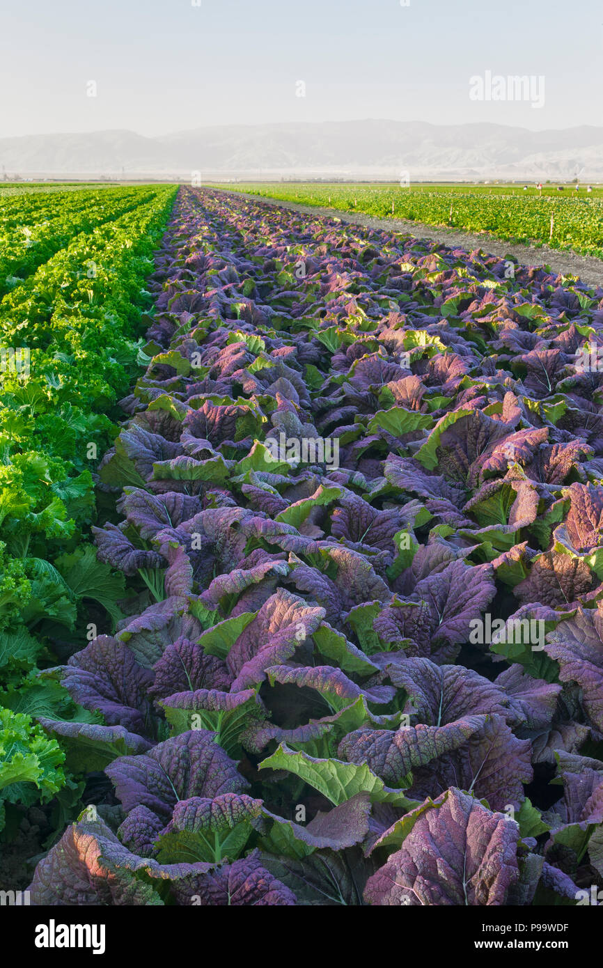 Red & Green mustard crop maturing in field 'Brassica juncea', first morning light, early April, converging rows. Stock Photo