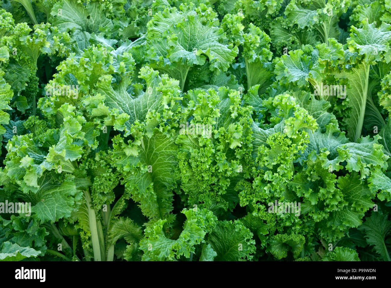 Mustard Greens 'Brassica juncea' maturing in field. Stock Photo