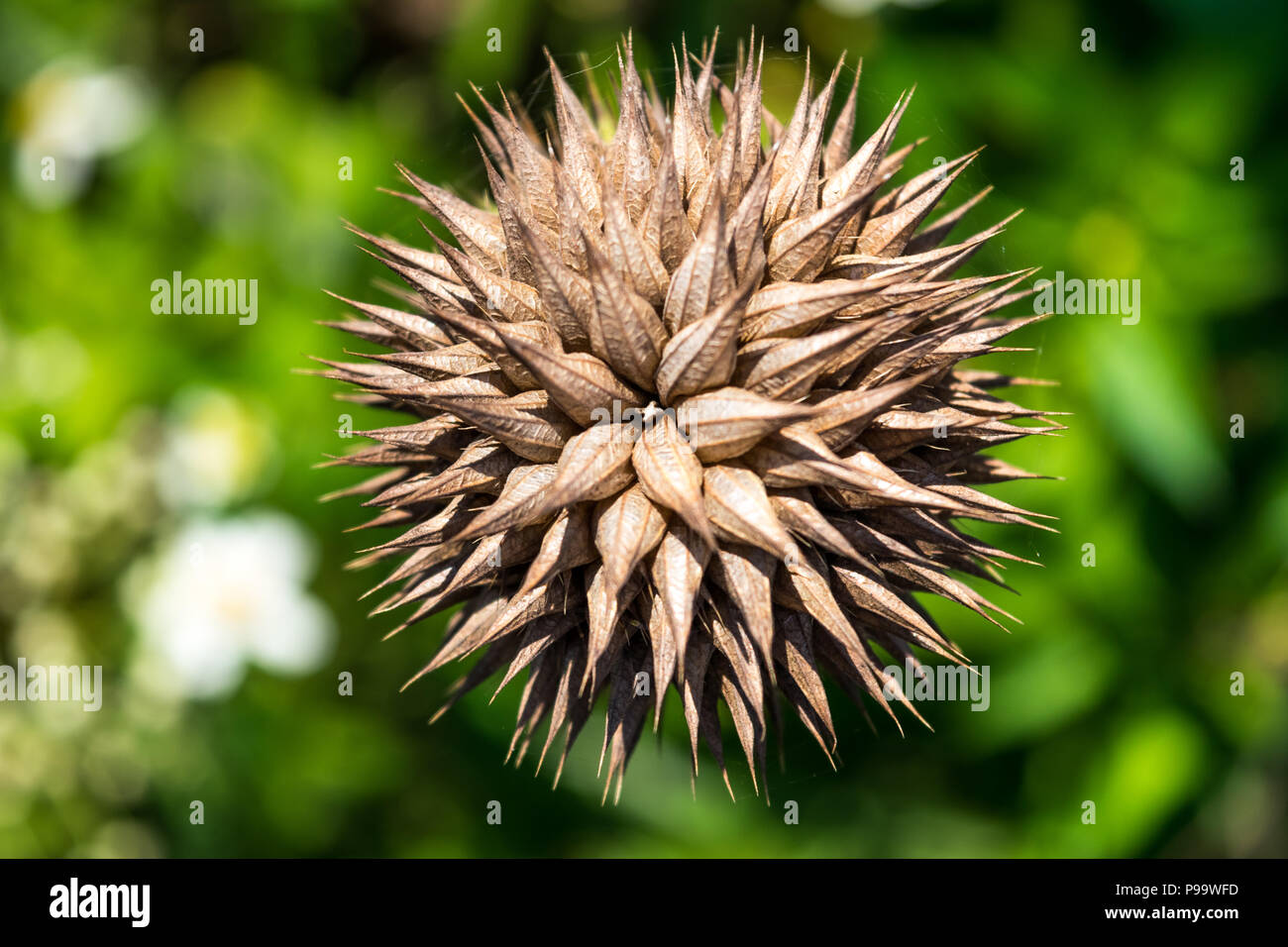 Planta De Leonotis Nepetifolia Con Flores. Foto de archivo - Imagen de