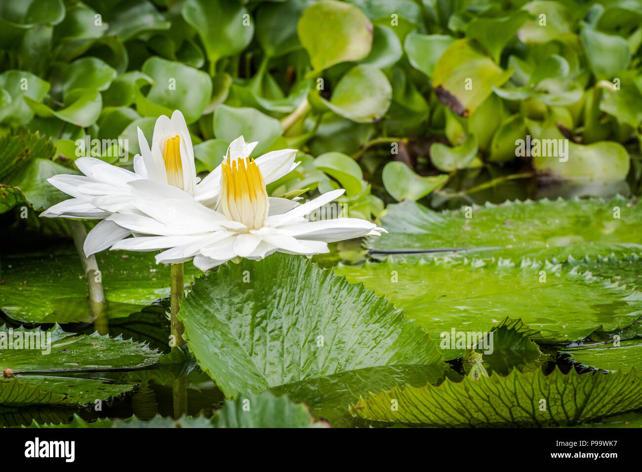Beautiful pair of white tropical water lilies growing in a pond in Montego Bay, Jamaica. Stock Photo